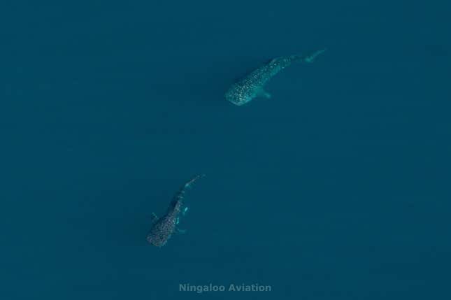 Imagen para el artículo titulado Capturan por primera vez el intento de apareamiento de un tiburón ballena (aunque no sale como el animal esperaba)