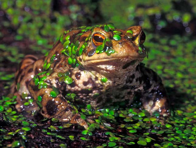 Image for article titled Pebble Just Bounces Off Big Toad