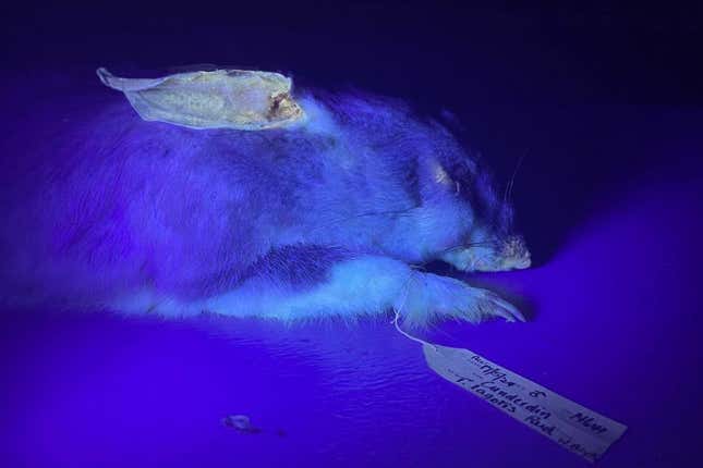 Imagen para el artículo titulado El ornitorrinco no estaba solo: descubren que los wombats también pueden brillar en la oscuridad
