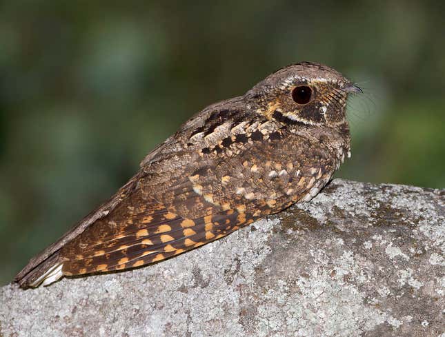 Image for article titled Whippoorwill Has Had Same 3-Note Song Stuck In Head For Entire Life