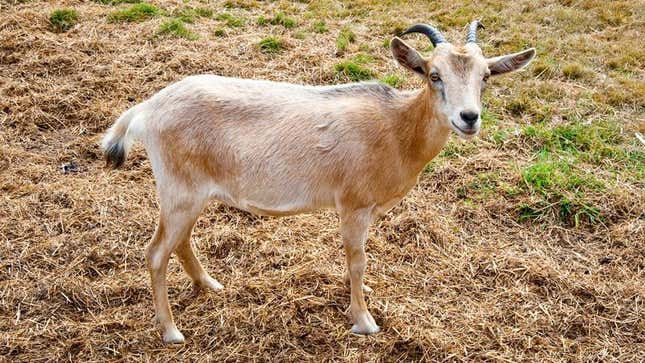 Image for article titled Department Of Agriculture Locates Perfect Goat