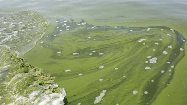 An algae bloom on Lake Erie. Yum.