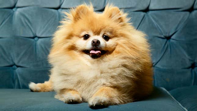 Image for article titled 11 Dogs So Perfect They’ll Make You Google Your State’s Bestiality Laws
