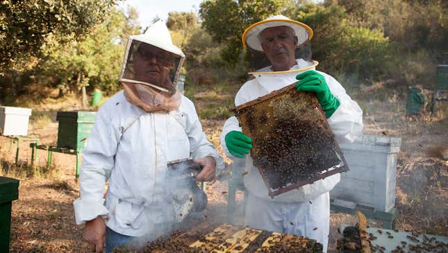 Image for article titled Nation’s Beekeepers Warn They Don’t Know How Much Longer They Can Hold Back Swarms’ Wrath
