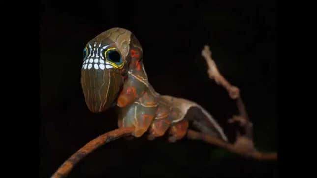 Imagen para el artículo titulado Esta fascinante polilla australiana usa una especie de máscara cuando detecta un peligro