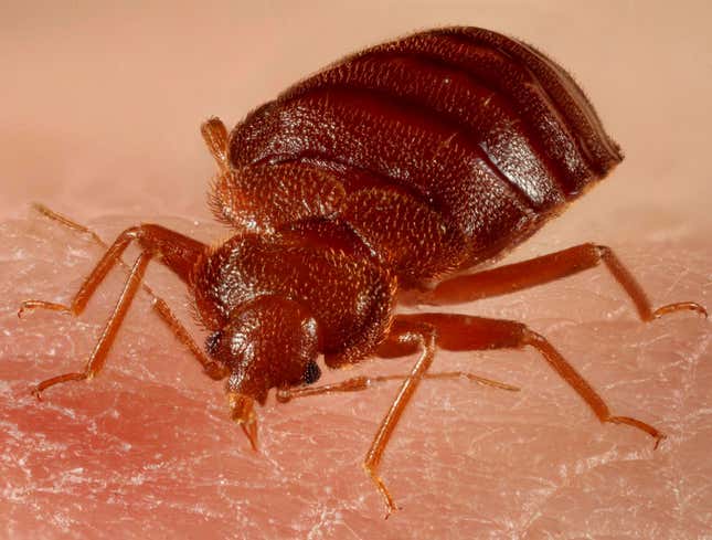 Image for article titled Bed Bug Feels Bad For Area Man, But A Bug&#39;s Got To Eat