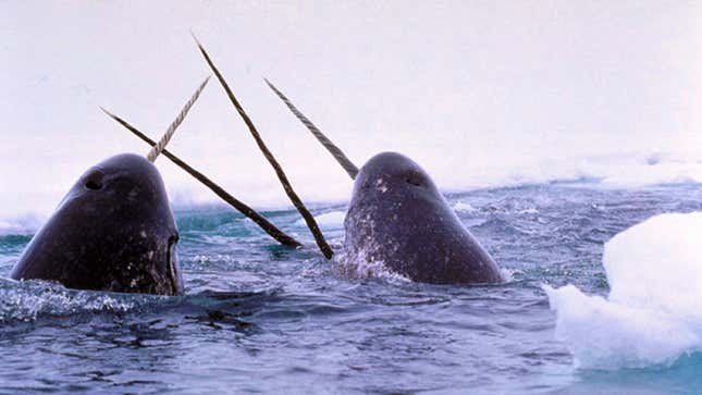 Narwhals doing narwhal things.