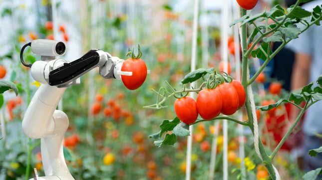 Robot holding tomato