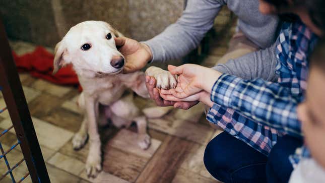 Image for article titled Dog Feels Like He Always Has To Be ‘On’ Around Family