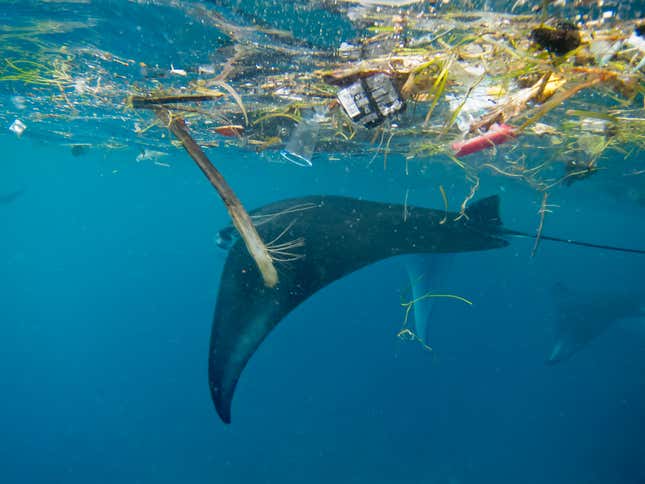 Manta with plastic in Indonesia