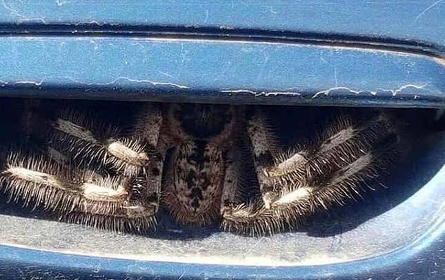 Imagen para el artículo titulado La foto viral de esta araña escondida en la manilla del coche no es Photoshop. Es Australia