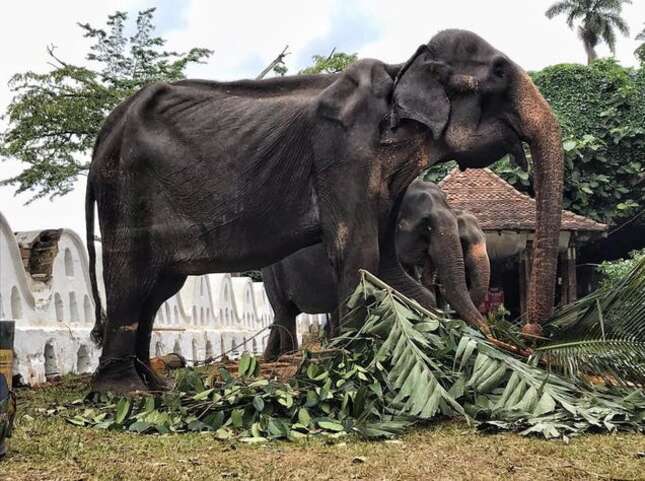 La imagen de un elefante demacrado obligado a actuar en un desfile en Sri Lanka conmociona al mundo
