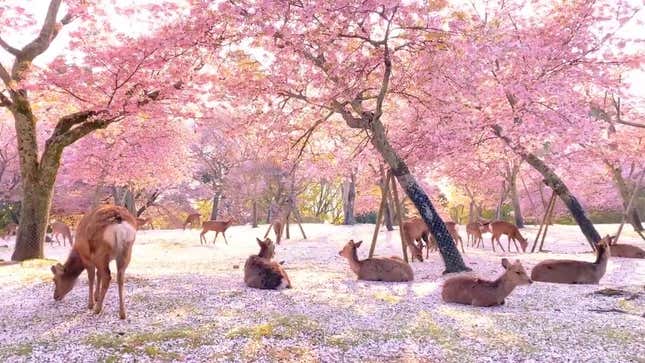 Imagen para el artículo titulado Este video de los cerezos de Nara, en Japón, es el oasis que todos necesitábamos encontrar