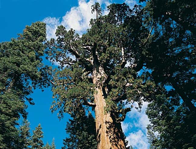Image for article titled Redwood Tree Completes 300-Year Plan To Lean Slightly To Left