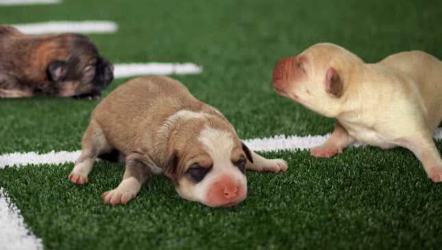 Image for article titled Inexperienced Puppy Bowl Team Still Hasn’t Opened Eyes Yet