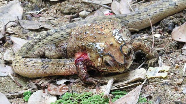 A kukri snake with its head inserted through the belly of an Asian black-spotted toad, which it’s doing to extract organs. Notice the toxic white excretions on the toad’s head and back. 