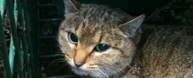 Imagen para el artículo titulado Hallan una nueva especie de gato desconocida que podría explicar la leyenda del gato-zorro de Córcega