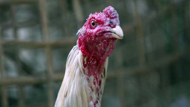 Angry-looking rooster with red face