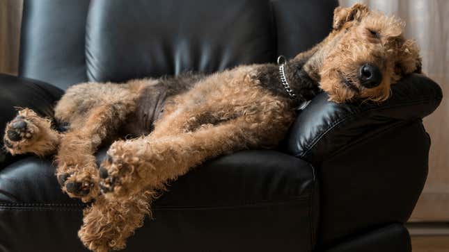 Image for article titled Study Finds Dogs Twitching In Sleep Are Dreaming About Tearing Owners Limb From Limb