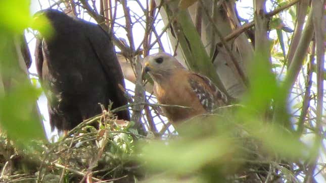 The female common black hawk (left) and male red-shouldered hawk (right) in their nest