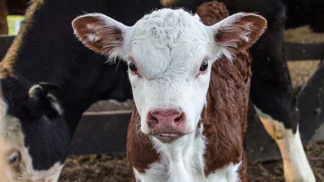 Image for article titled Calf Annoyed By Mother Always Giving Guilt Trip About How Vet Had To Stick Chain Up Vagina To Pull Her Out