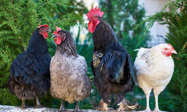 Si creías que las palomas son molestas, imagina vivir en una isla infestada de pollos salvajes