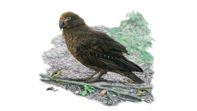 An artist’s illustration of the giant parrot with a New Zealand wren for comparison.