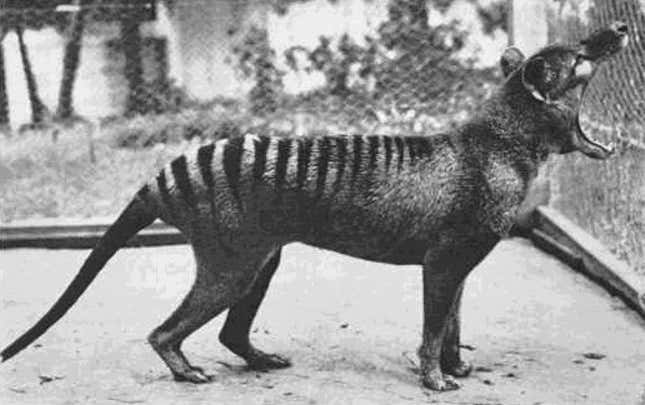 A thylacine opening its mouth widely.