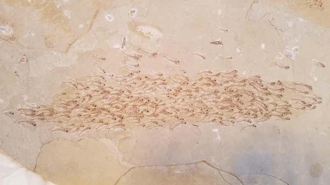 The remarkable fossil showing a school of fish in action. 