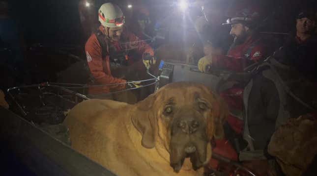 Image for article titled Enormous Dog Rescued After Hiking Too Much