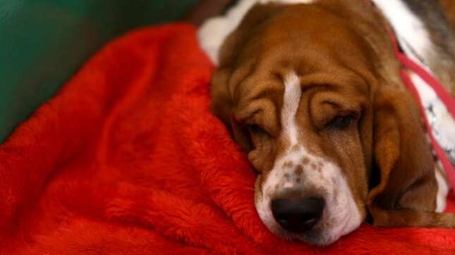 Por qué los perros corren mientras duermen