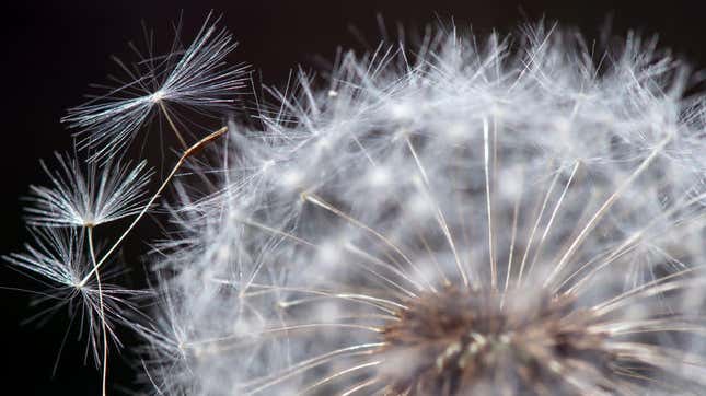Image for article titled Dandelion Powder, so powerful, so miraculous, will displace your coffee (maybe?)