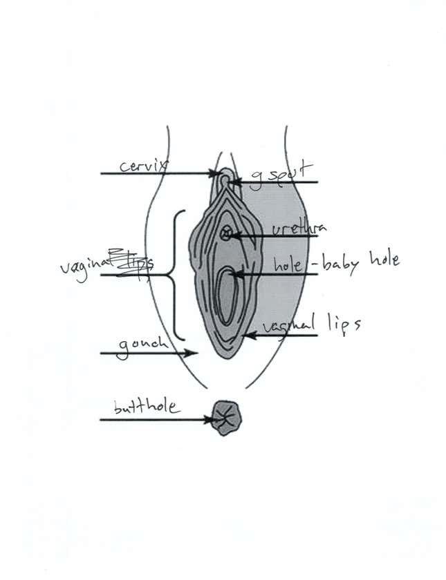 Image for article titled Can You Draw an Anatomically Correct Penis? An Experiment