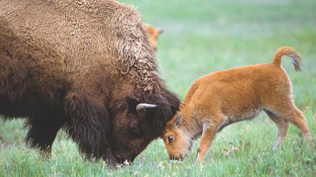 Wild Baby Animal Photos Offer Rare, Intimate Glimpse of Nature