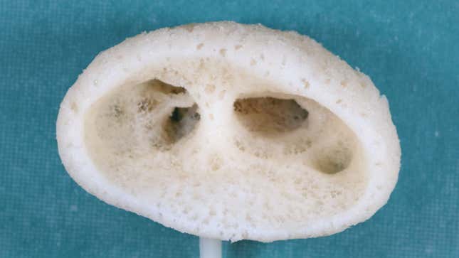 Image for article titled When Scientists Found a Sponge That Looked Like E.T., They Named It &#39;Magnificent Alien&#39;