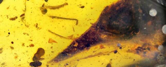 Descubren el cráneo del dinosaurio más pequeño jamás descubierto en ámbar de 99 millones de años