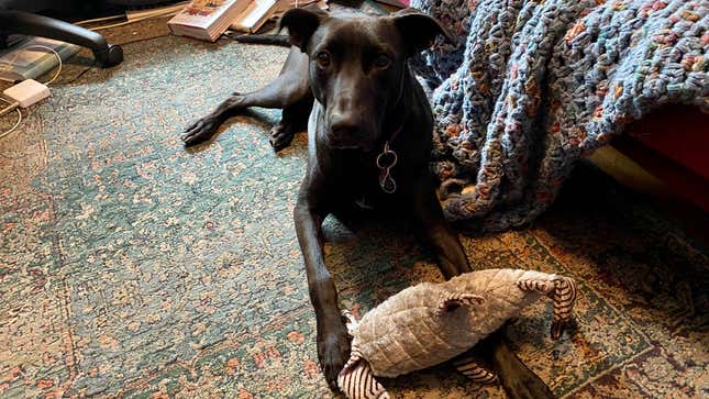 A dog and a stuffed hammerhead shark toy