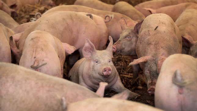 'Apocalypse in The Making': Authorities to Use Drones and Snipers to Kill Infected North Korean Pigs