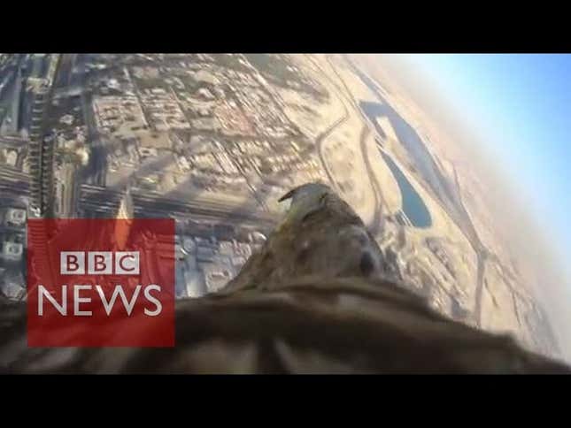 The Closest You'll Come To Being A Bird Is Watching This Insane Footage