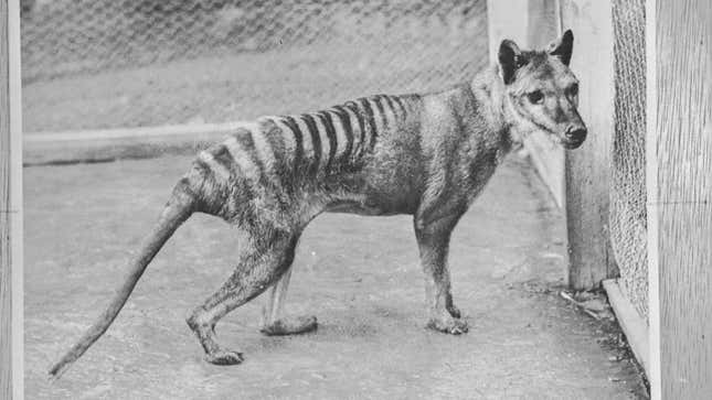 Thylacine at Hobart Zoo, 1936