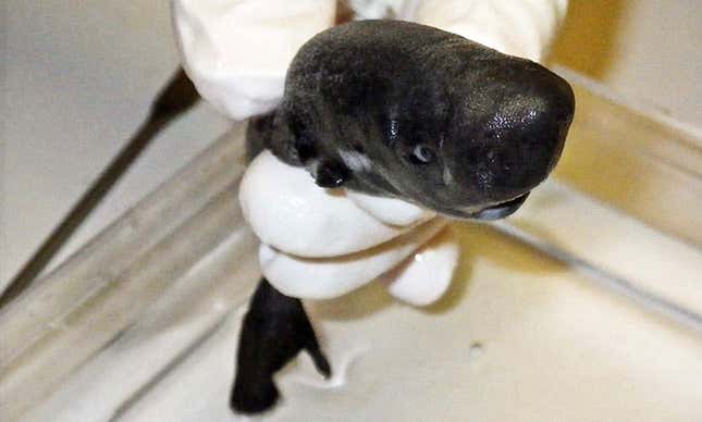 Imagen para el artículo titulado Identifican una nueva especie de tiburón diminuto capaz de brillar en la oscuridad