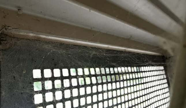 Una ventana abierta en el garaje es el lugar ideal para encontrar telarañas de terídidos