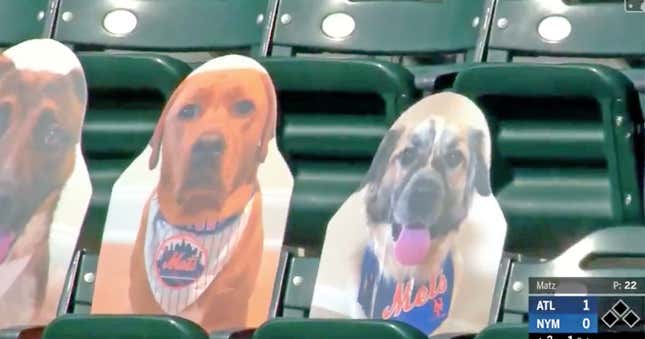 Met Jeff McNeill’s dog Willow (l.) took one on the chin Saturday at Citi Field.