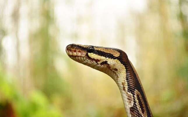 Por qué los gatos sobreviven más a una mordedura de serpiente venenosa que los perros