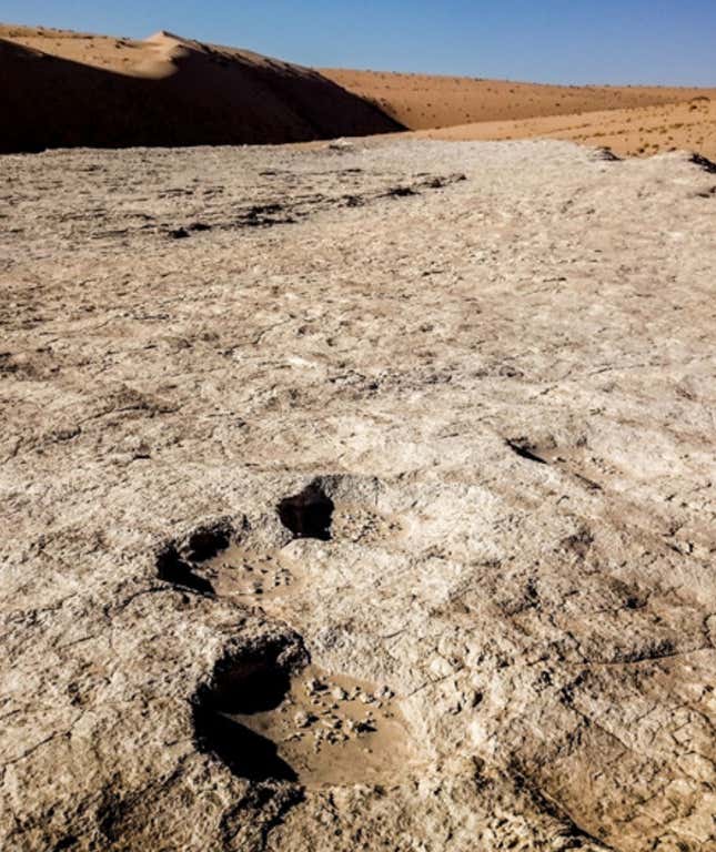 Elephant tracks found at the site.