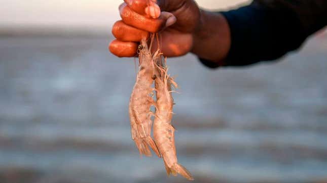 Shrimp tails, bits of string, and rat feces are now part of this complete breakfast