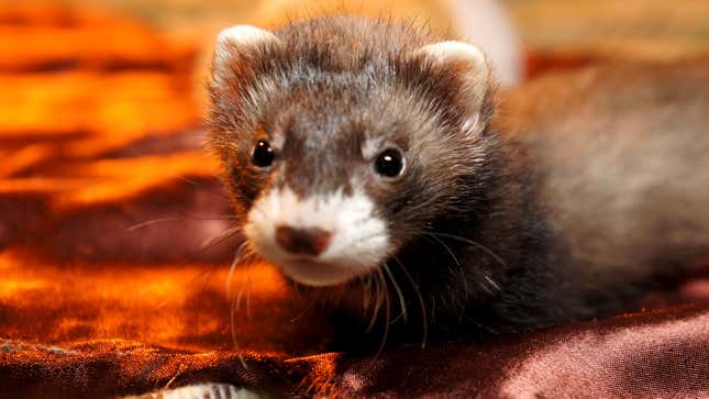Image for article titled Americans React With Indifference After First Case Of Coronavirus Spreading To Pet Ferret