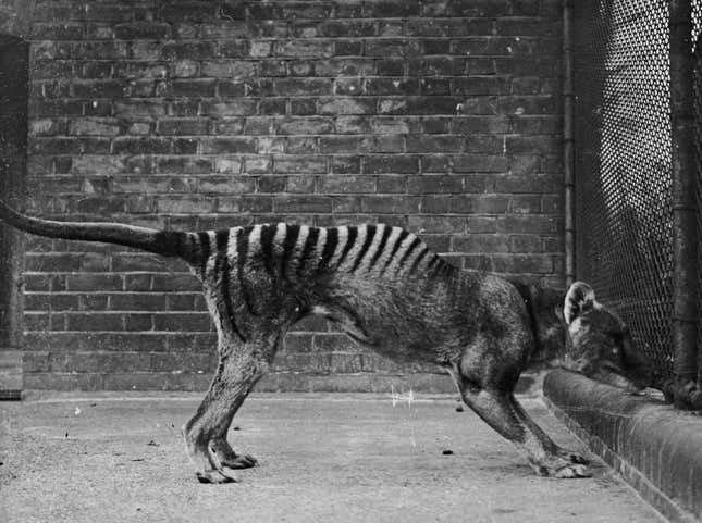 A thylacine in captivity in the 1930s.
