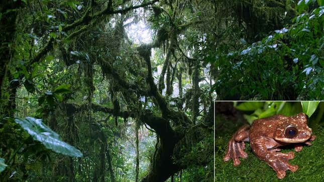 Image for article titled Ecosystem Sobered By How Young Species Was When It Went Extinct