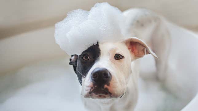Image for article titled How Often Should You Wash Your Dog?